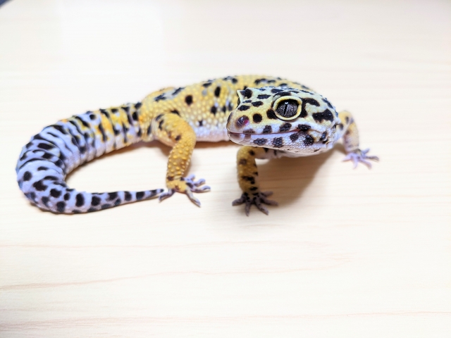 ヒョウモントカゲモドキ