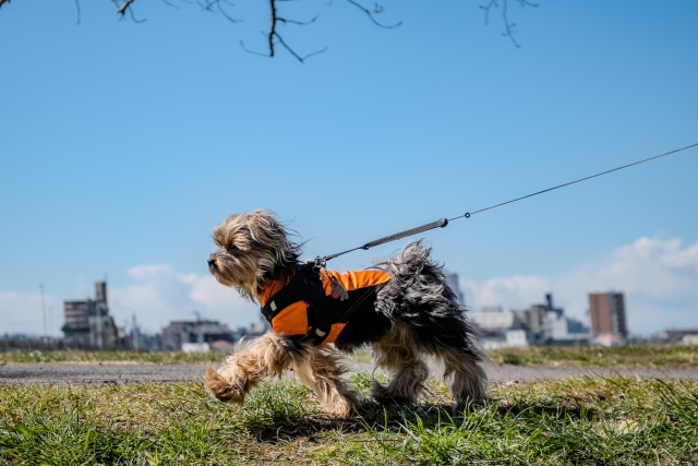 散歩している犬
